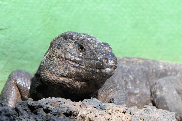 Archivo - Lagarto Gigante de El Hierro