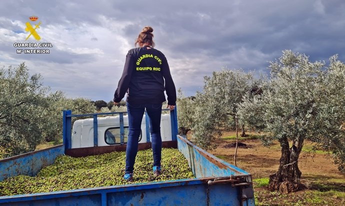 La Guardia Civil recupera aceitunas robadas en la provincia de Badajoz