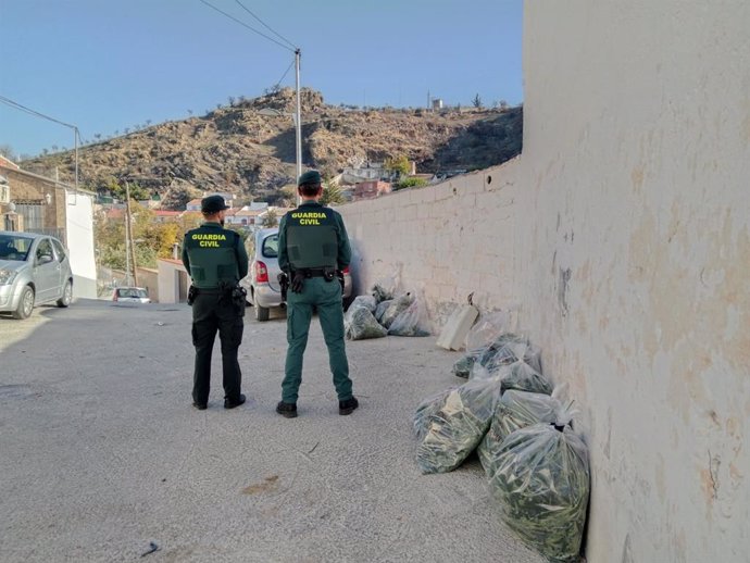 Guardia Civil interviene 16.594 plantas de marihuana en Pinos Puente en una operación de alto impacto.