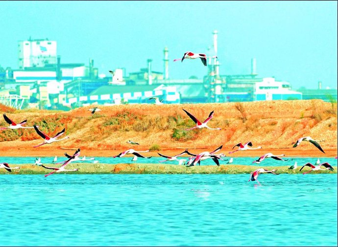 Archivo - La planta irá situada en terrenos de la Autoridad Portuaria de Huelva, en las inmediaciones de la Punta del Sebo.