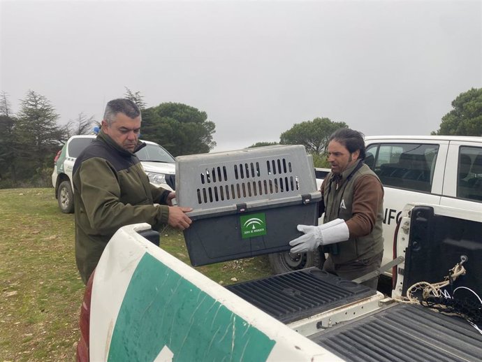 Suelta de cuatro ejemplares de buitres leonados (Gyps fulvus) en los montes agrupados de El Mustio, en el término municipal de Aroche (Huelva).