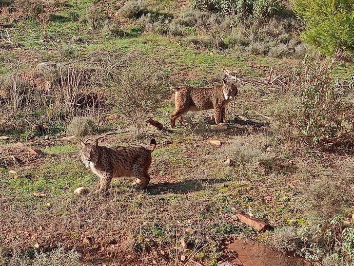 El Parque de Fauna La Maleza, en la Sierra de Albarracín (Teruel), introduce una pareja de linces ibéricos.