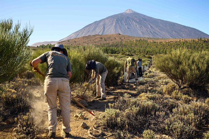 Recuperan más de 5 hectáreas de retamas en el Parque Nacional del Teide