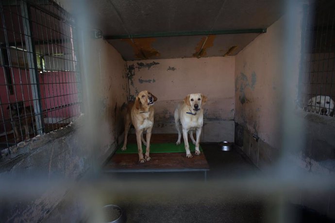 Archivo - Dos perros en una protectora de animales, en una fotografía de archivo.