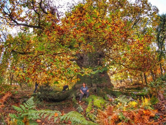 Ruta de los Castaños Calabaza, en Castañar de Ibor