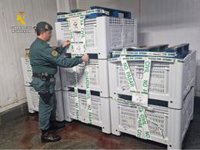 Denunciado por intentar vender dos toneladas de boquerón inmaduro en lonjas de Alicante y Murcia