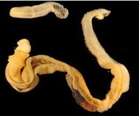 Un estudio de Andalucía revela patrones genéticos compartidos entre el grupo de los 'deuteróstomos'