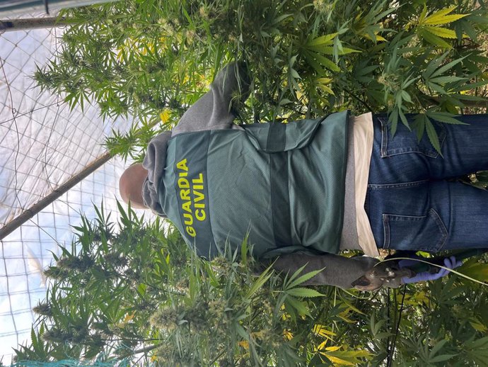 La Guardia Civil interviene más de 60 kilos de marihuana en Caparroso, Larraga y Olite.