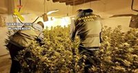 Cuatro detenidos al desmantelar tres plantaciones de marihuana en una aldea de Alcalá la Real (Jaén)