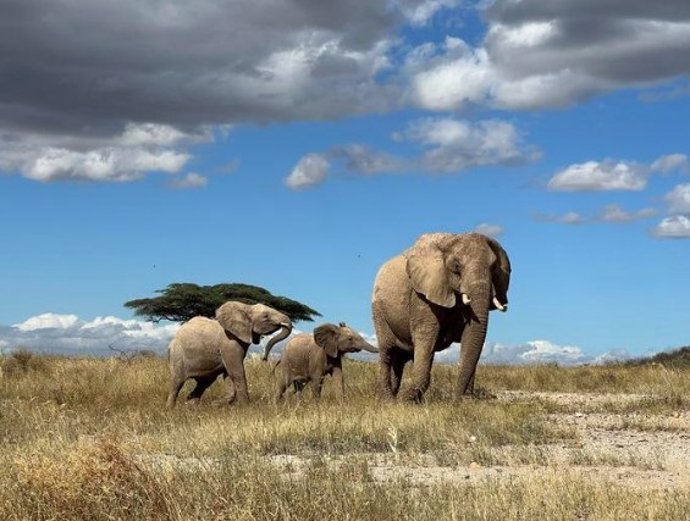 Una madre elefante aleja a su cría del peligro en el norte de Kenia.