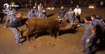 Admitido a trámite un recurso de PACMA solicitando la suspensión cautelar del Toro Jubilo de Medinaceli (Soria)