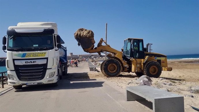 Maquinaria pesada recogiendo algas invasoras de una playa de Tarifa (Cádiz)