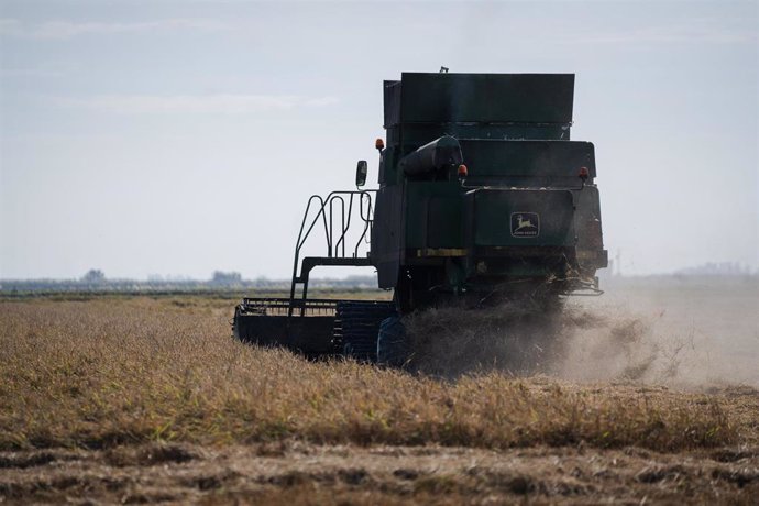 Cosechadora de arroz durante la recolecta en las marismas del Guadalquivir, a 22 de octubre de 2024, en Sevilla.