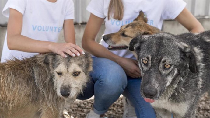 Perros del Centro de Animales de Huelva capital.