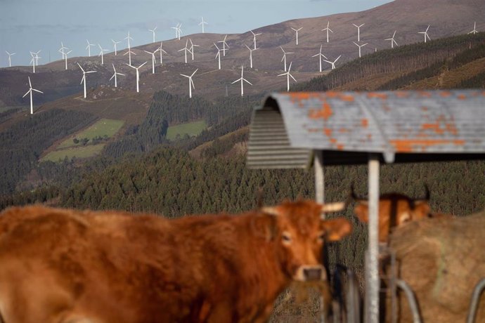 Archivo - Varias vacas en el parque eólico de Vilachá, a 15 de marzo de 2024, en Lugo, Galicia (España). Dicho parque, que se encuentra entre los concellos lucenses de Ourol y Muras, ha visto paralizada (por el Tribunal Superior de Xustiza de Galicia) su 