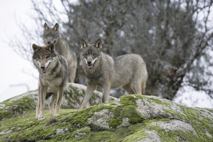 Archivo - Lobos