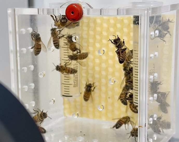 Los investigadores compararon grupos de abejas que durmieron normalmente en la oscuridad con otros que estuvieron expuestos a luz artificial continua.