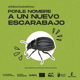 Campaña para poner nombre a un nuevo escarabajo de El Hito.