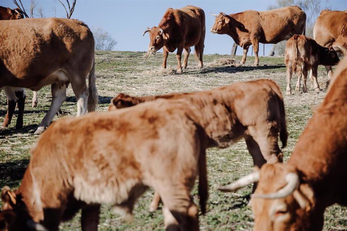 Archivo - Un grupo de vacas pastando en una finca de ganadería extensiva en Colmenar Viejo, a 12 de enero de 2022, en Madrid (España). 