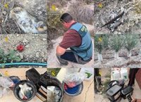 La Guardia Civil investiga a un agricultor por usar venenos en una finca de Mula (Murcia)