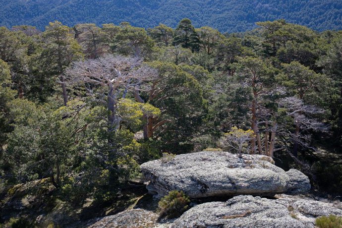 Archivo - Pinar de los Belgas, a 7 de abril de 2022, en Madrid (España). El Pinar de los Belgas es un bosque con una extensión de 2.016 hectáreas situado entre el Valle del Lozoya, entre el Parque Natural de las Lagunas de Peñalara, Rascafría y el Puerto 