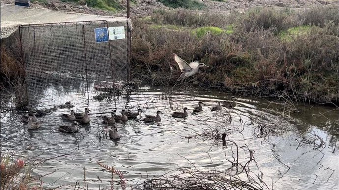 Ejemplares de cercetas pardillas liberadas en las marismas de Trebujena