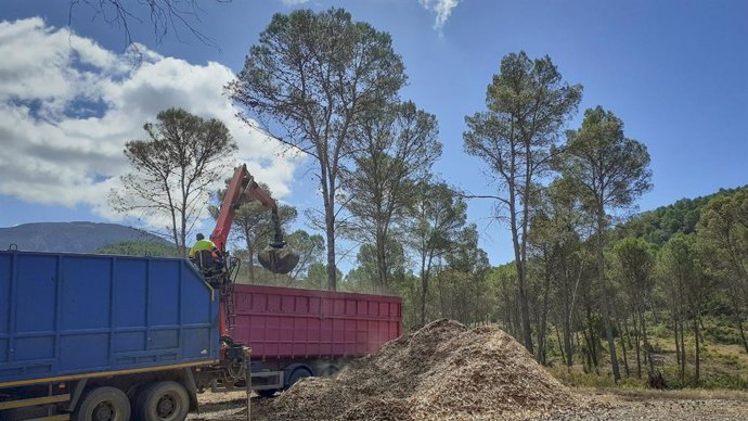 La Junta promueve una gestión forestal activa y la construcción con madera de origen andaluz.