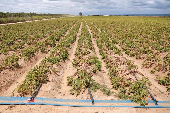 Archivo - Comienzo de la cosecha de la patata en una finca.