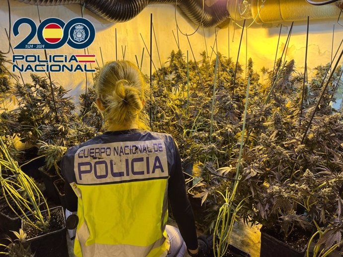 Imagen de la operación Kera contra el cultivo de marihuana