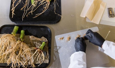 Comunicados Internacional