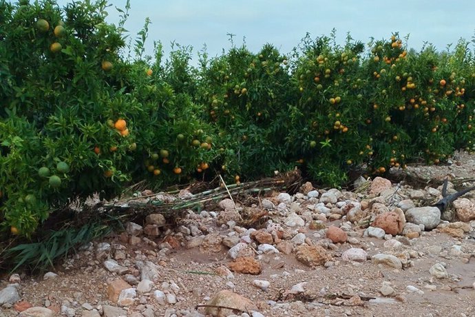 Campo de cítricos afectado por la DANA.