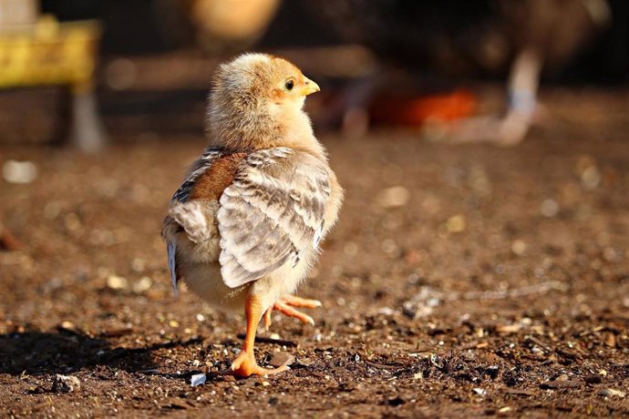 Archivo - Un pollito