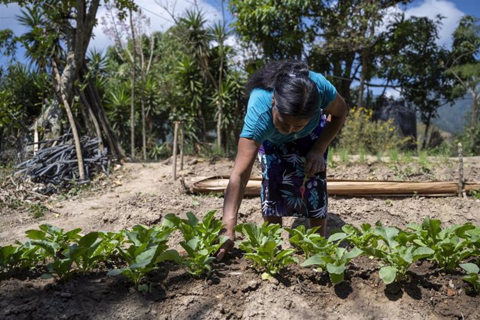 Archivo - Alicia, en su huerto en Chiquimula, Guatemala, donde ACH ha puesto en marcha el sistema experimental de riego "Arbol de lluvia".