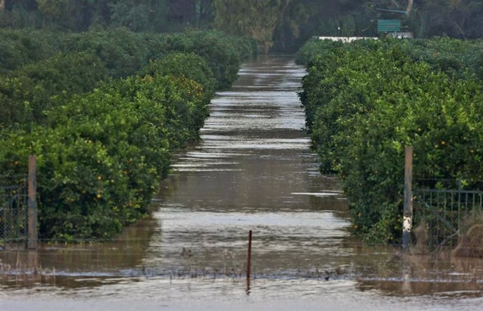 Campos de la pedanía anegados por el agua. A 14 de noviembre de 2024, en San Pablo de Buceite, Cádiz