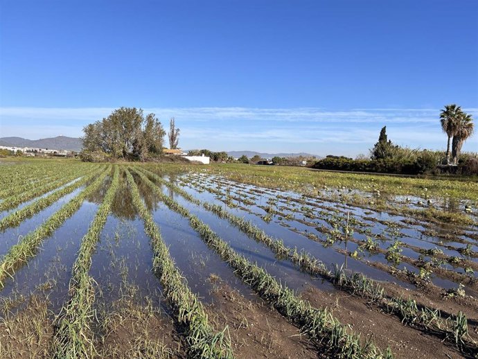 Un campo inundado en el Parc Agrari del Llobregat (Barcelona).