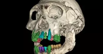 Una infancia larga fue preludio de la evolución de un cerebro grande