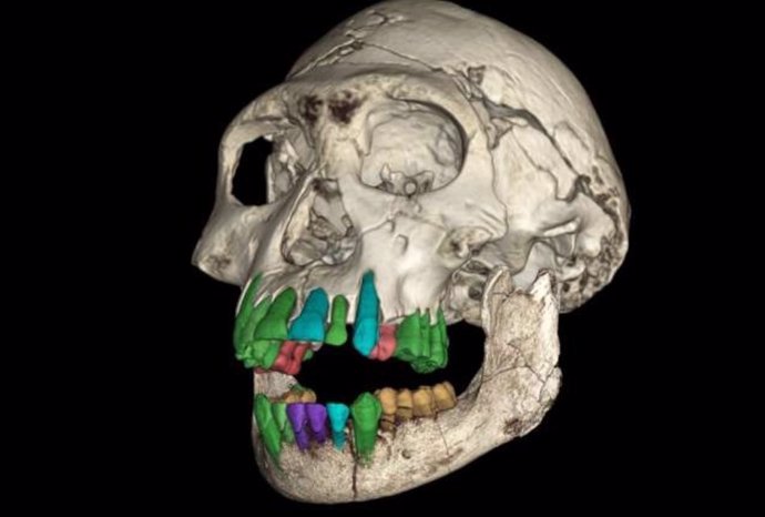 Reconstrucción 3D del cráneo fósil del Homo temprano subadulto del yacimiento de Dmanisi en Georgia.