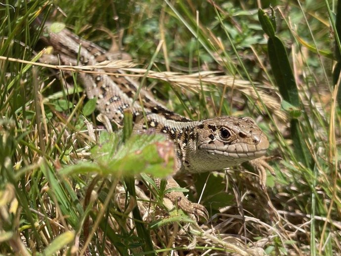 Ejemplar de lagarto ágil pirenaico en el Parc Natural del Cadí-Moixeró