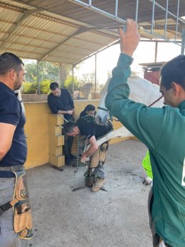 Curso de podología equina organizado por Ifapa en Almería.