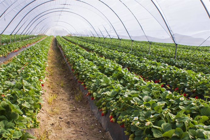 Archivo - Campo de fresas en el Condado.