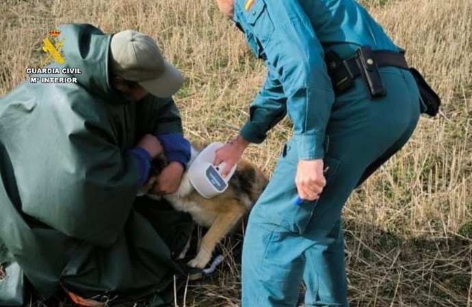 Archivo - Localizado el perro que mató a un hombre en Barrios de la Vega (Palencia) e investigado su propietario.