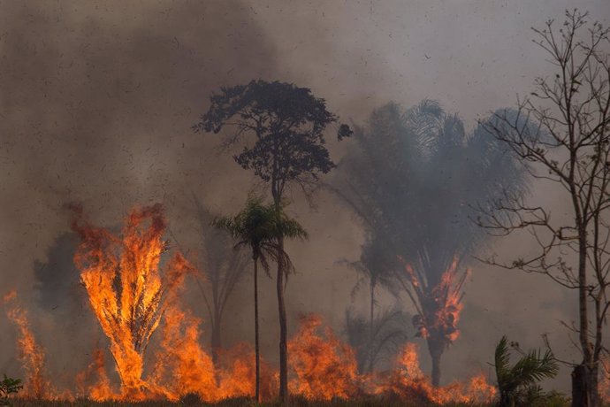 Archivo - 21 August 2020, Brazil, Novo Progresso: Smoke and flames rise from a fire in the Amazon forest area. Photo: Fernando Souza/dpa