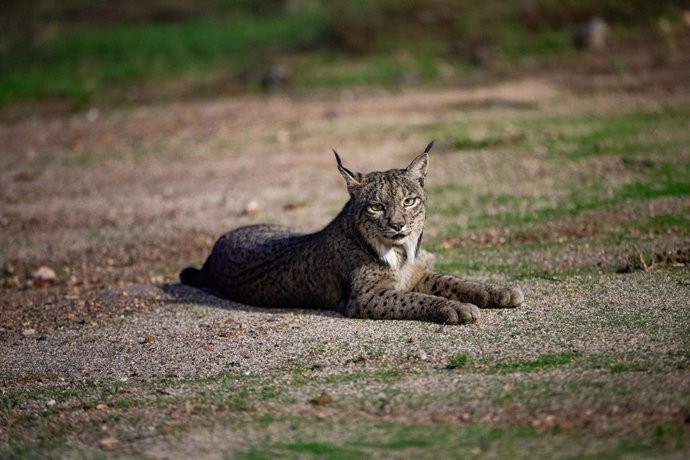 Ejemplar de lince ibérico.