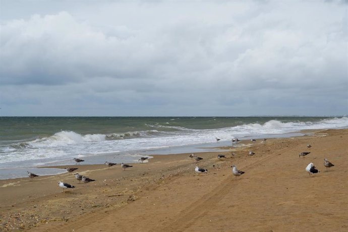 Imágenes de la playa de La Antilla, a 14 de noviembre de 2024, en La Antilla, Huelva (Andalucía, España).