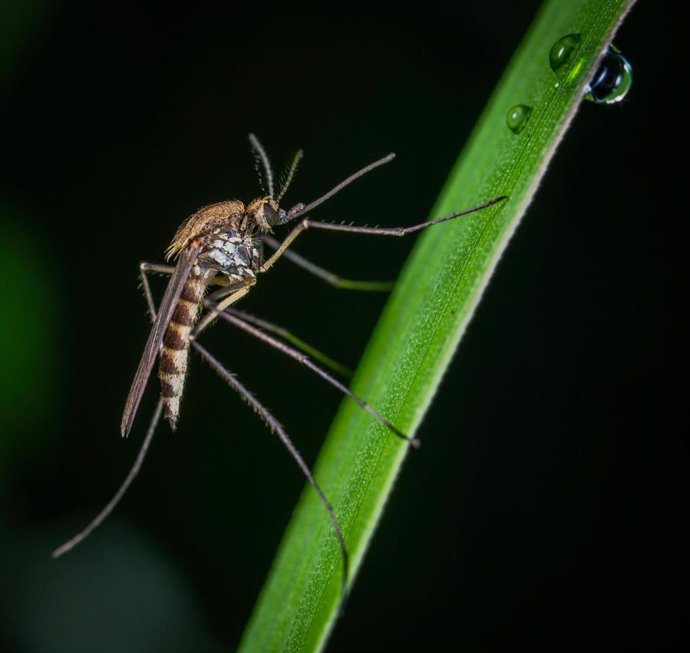 Archivo - Mosquito transmisor de la fiebre del Nilo Occidental. Imagen de archivo