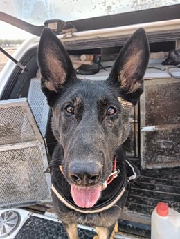 Darwin, uno de los perros utilizado por la Policía Nacional para la búsqueda de cuerpos