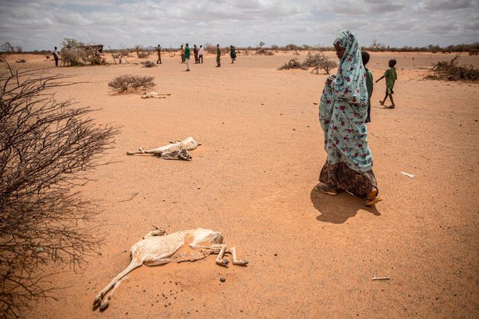 Archivo - April 14, 2022, Dollow, Jubaland, Somalia: A child displaced by drought walks past the rotting carcasses of goats which died from hunger and thirst on the outskirts of Dollow, Somalia.