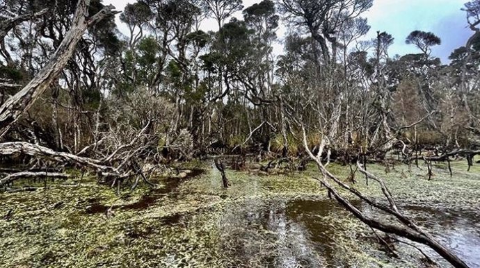 Zona boscosa en Tasmania, enclave al sur de Australia conocido como la isla del fin del mundo