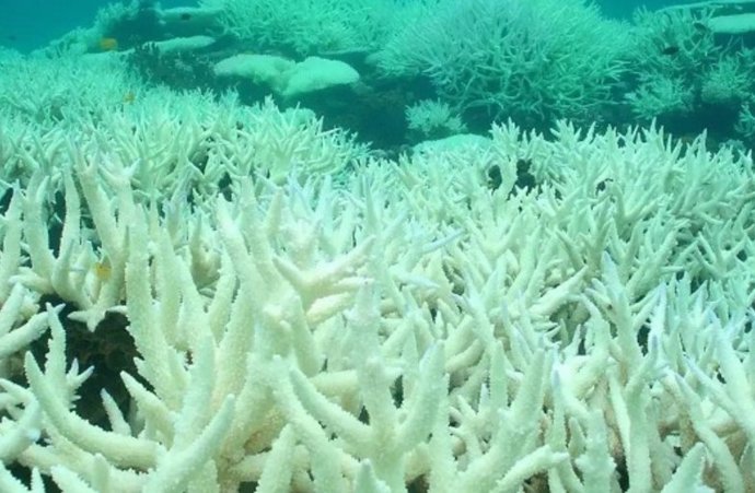 La acidificación de los océanos produce entre otros efectos el blanqueamiento del coral