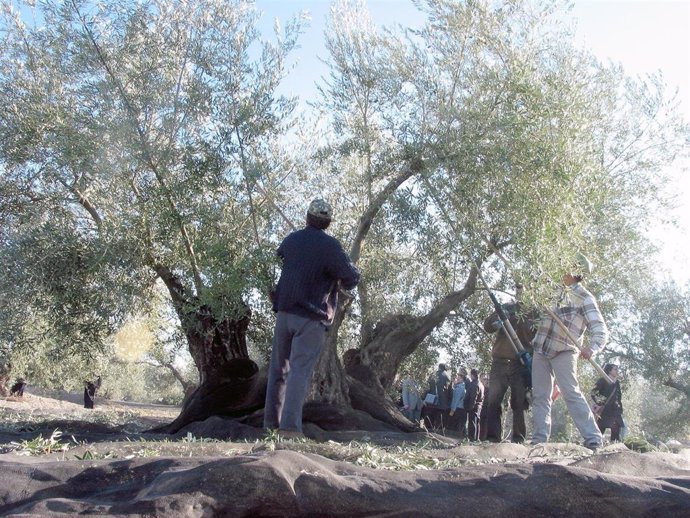 Archivo - Recogida de aceituna en Jaén